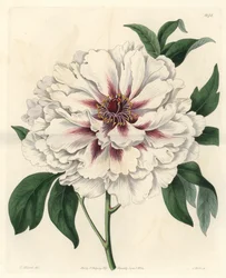 White shrub peony - Água forte de S. Watts, de uma ilustração de Thomas Allport (1804-1879), do Botanical Register