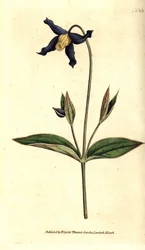 Clematite foliar inteira - clematite de folhas inteiras ou virgens, Clematis integrifolia. Gravura em chapa de cobre colorida à mão após uma ilustração botânica da revista The Botanical Magazine de William Curtis, Lambeth Marsh, Londres.
