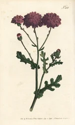 Cineraire selvagem - Pêra roxa, Senecio elegans. Gravura em chapa de cobre colorida à mão por Sansom após ilustração de Sydenham Edwards rom William Curtis