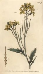 Rábano selvagem, Raphanus raphanistrum, Siliquosa. Gravação em chapa de cobre colorida à mão por F. Sansom de uma ilustração botânica de Sydenham Edwards para as Palestras de Botânica de William Curtis, conforme entregue no Jardim Botânico de Lambeth.