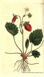 Morango silvestre, Fragaria vesca (Morango de uma folha ou morango de Versalhes, Fragaria monophylla). Gravura em chapa de cobre colorida à mão depois de uma ilustração botânica da revista The Botanical Magazine de William Curtis, Lambeth Marsh, Londres.