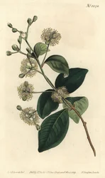 Pele de madeira - Twinberry, Myrcianthes fragrans (Eugenia perfumada, Eugenia fragrans). Gravura em chapa de cobre colorida à mão por F. Sansom Jr. após ilustração de Sydenham Edwards da revista Botanical Magazine de William Curtis, T. Curtis, Londres.