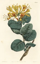 Lonicera flava, de flor amarela. Gravura em chapa de cobre colorida à mão por F. Sansom Jr. após ilustração de Sydenham Edwards da revista Botanical Magazine de William Curtis, T. Curtis, Londres