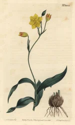 Cianella amarela, Cianella lutea. Gravura em chapa de cobre colorida à mão por F. Sansom Jr. após ilustração de Sydenham Edwards da revista Botanical Magazine de William Curtis, T. Curtis, Londres.