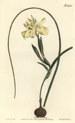 Moraea fugax (Moraea edulis), Moraea fugax (Moraea edulis). Gravura em chapa de cobre colorida à mão por F. Sansom Jr. após ilustração de Sydenham Edwards da revista Botanical Magazine de William Curtis, T. Curtis, Londres.