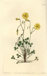 Woodsorrel amarelo, Oxalis micrantha (Cumming