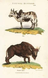Zebu e bisontes - Zebu saltou sobre o gado, Bos indicus, e bisontes europeus, Bisontes bonasus. Gravura em chapa de cobre colorida à mão depois de Sydenham Edwards de John Mason Good