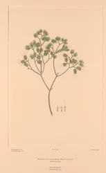 Florilegium de Banks Placa 106 Darwinia Fascicularis