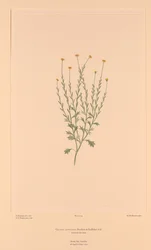 Florilegium de Banks Placa 159 Calotis lappulacea