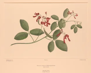 Florilegium de Banks Placa 74 Kennedia Rubicunda