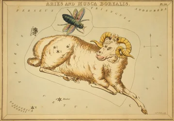 Áries e Musca Borealis, Ilustração do 