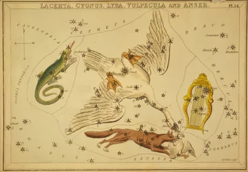 Lagarto, Cisne, Lyra, Raposa e Ganso, Ilustração de 