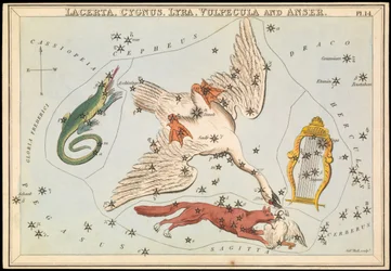 Lacerta, Cygnus, Lyra, Vulpecula e Anser, c.1825 (cartão, papel, tecido)