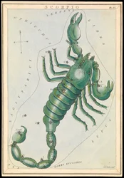 Escorpião, c.1825 (cartão, papel, tecido)