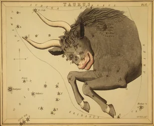 Touro, Ilustração de 