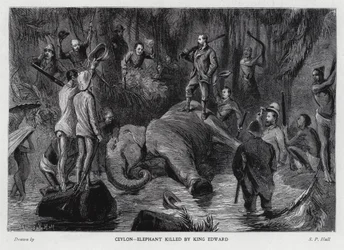 Elefante morto pelo rei Edward VII (litho)