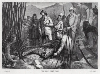 Rei Eduardo VII com o tigre que ele matou (litho)