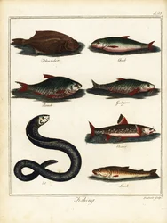 Pesca: solha-das-pedras, gorducho, barata, caboz, salvelino, enguia, lagostim. 1792 (gravura)