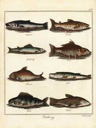 Pesca: salmão, truta, grayling, carpa, dourada, lúcio, perca, tenc 1792 (gravura)