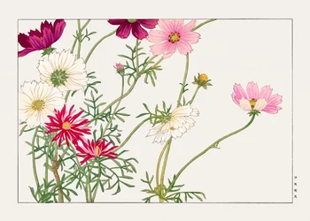 Flor Cosmos de "Seiyou Sokazufu"