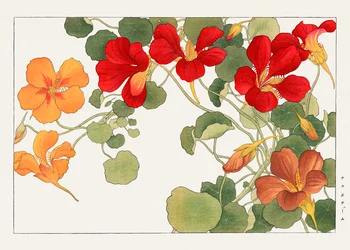 Flor de capuchinha de "Seiyou Sokazufu"