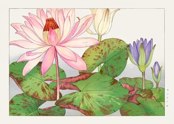 Nymphaea lotus de "Seiyou Sokazufu