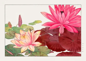 Nymphaea lotus de "Seiyou Sokazufu