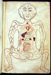 Membros Orgânicos e o Embrião no Corpo Humano, meados do século XV
