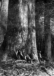 Eucalipto gigante, Austrália, 1886