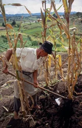 Benigno Marin, agricultor, a trabalhar num campo em Columbia
