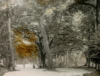 Árvores centenárias no Parque Shimogamo, Quioto, cerca de 1900 - 1915 (fotografia)