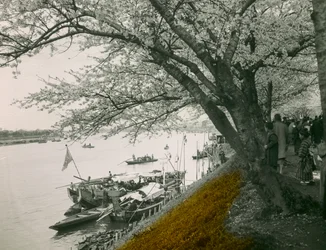 Cerejeira em flor junto ao lago em Mukojima Hyakkaen, cerca de 1900 - 1915 (fotografia)
