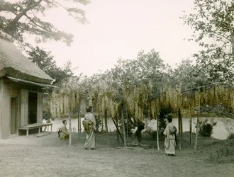 Glicina em flor em Nagaoka - Kyo, em Quioto, cerca de 1900 - 1915 (fotografia)