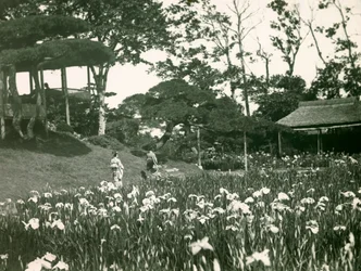 Jardim de íris de Horikiri Shōbu-en em Tóquio, cerca de 1900-1915