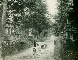 Parque Kasauga Taisha em Nara, cerca de 1900 - 1915 (fotografia)