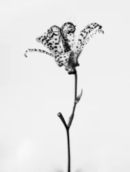 Em meio às flores 18, 2021 (foto p/b)