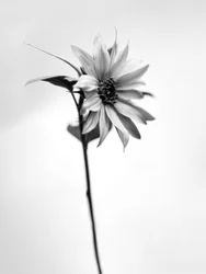 Entre as Flores 25, 2021 (foto p/b)