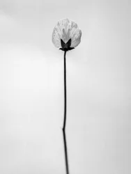 Entre as Flores 26, 2021 (foto a p/b)