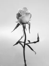 Entre as Flores 40, 2021 (foto a p/b)