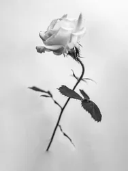 Entre as Flores 41, 2021 (foto a p/b)