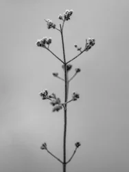 Entre as Flores 4, 2021 (foto p/b)