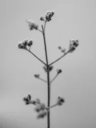 Entre as Flores 5, 2021 (foto a p/b)