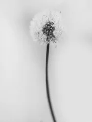 Entre as Flores 62, 2021 (foto p/b)