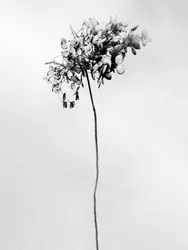 Entre as Flores 78, 2021 (foto a p/b)
