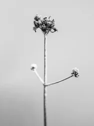 Entre as Flores 7, 2021 (foto p/b)