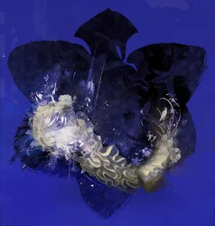 Floralcollar, 2016 (mídia mista sobre tela)