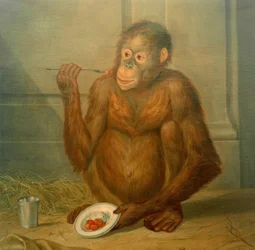 Orangotango, comendo morangos