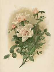 Duchesse De Vallombrosa Rosas
