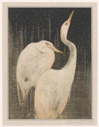 Duas egrets