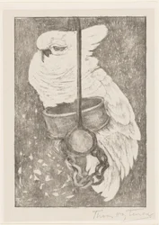 Cacatua-branca